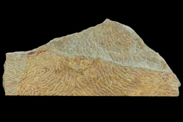 Pennsylvanian, Fossil Microbial Mat - Oklahoma #114073